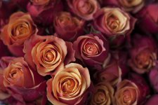 roses-flowers-valentines-day.jpg