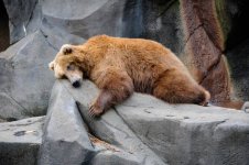 bear-hibernating.jpg