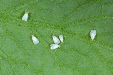 whitefly-b-tabachi-bug-tomato.jpg