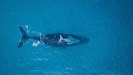 humpback-whale-calf.jpg