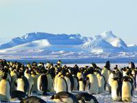 emperor-penguins-antarctic-life-animal-46235.jpg