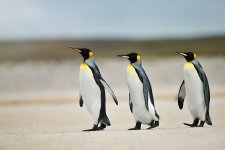 bigstock-Three-King-Penguins-Heading-Ou-285794203.jpg