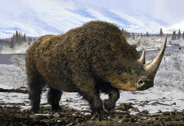 woolly rhino