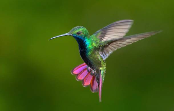 why hummingbirds hum